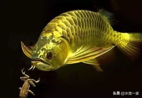 龍魚水溫